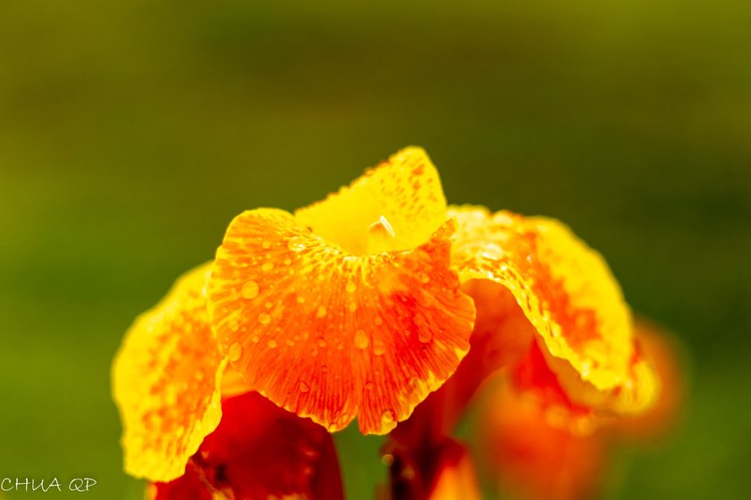 Water droplets on an orange-yellow flower against a soft green background